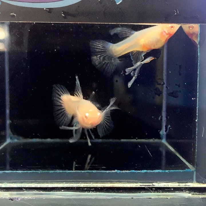 孔雀鱼蓝白母3条27