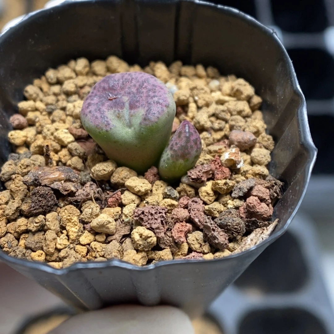 多肉植物肉锥杂交K-086 风铃杂 缀化