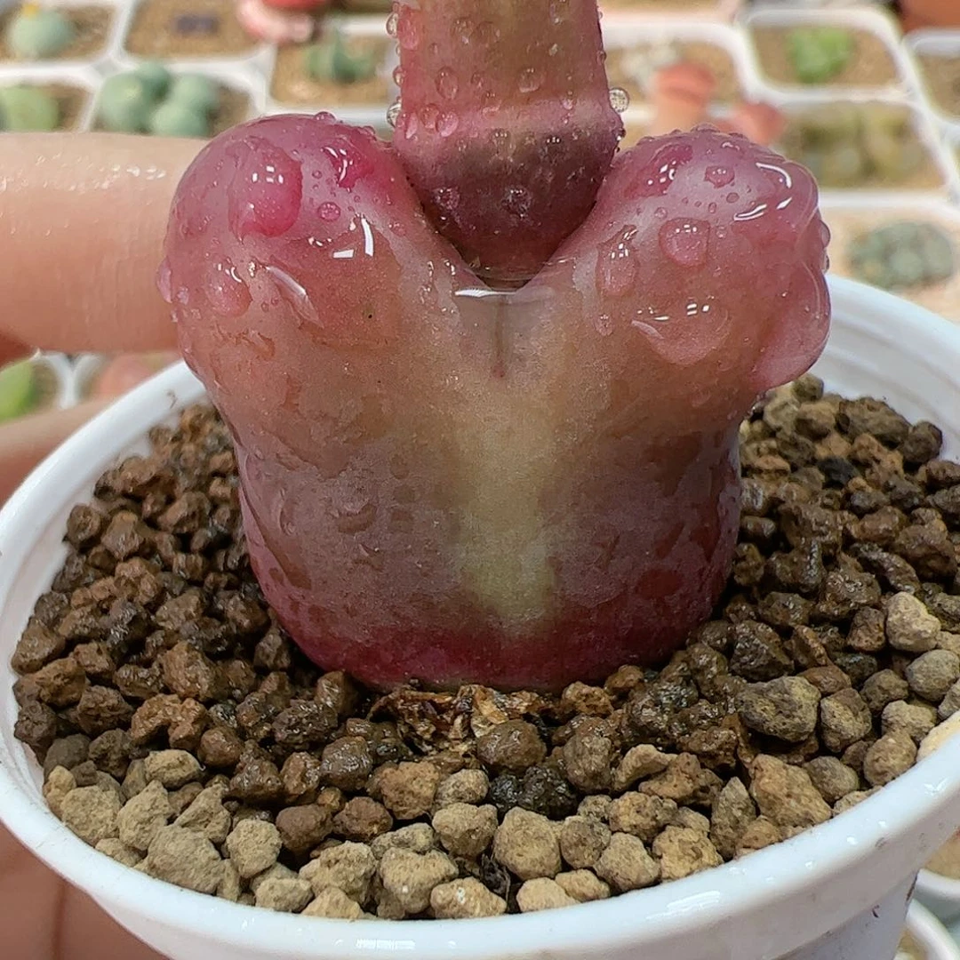 【闪购商品】326 带盆