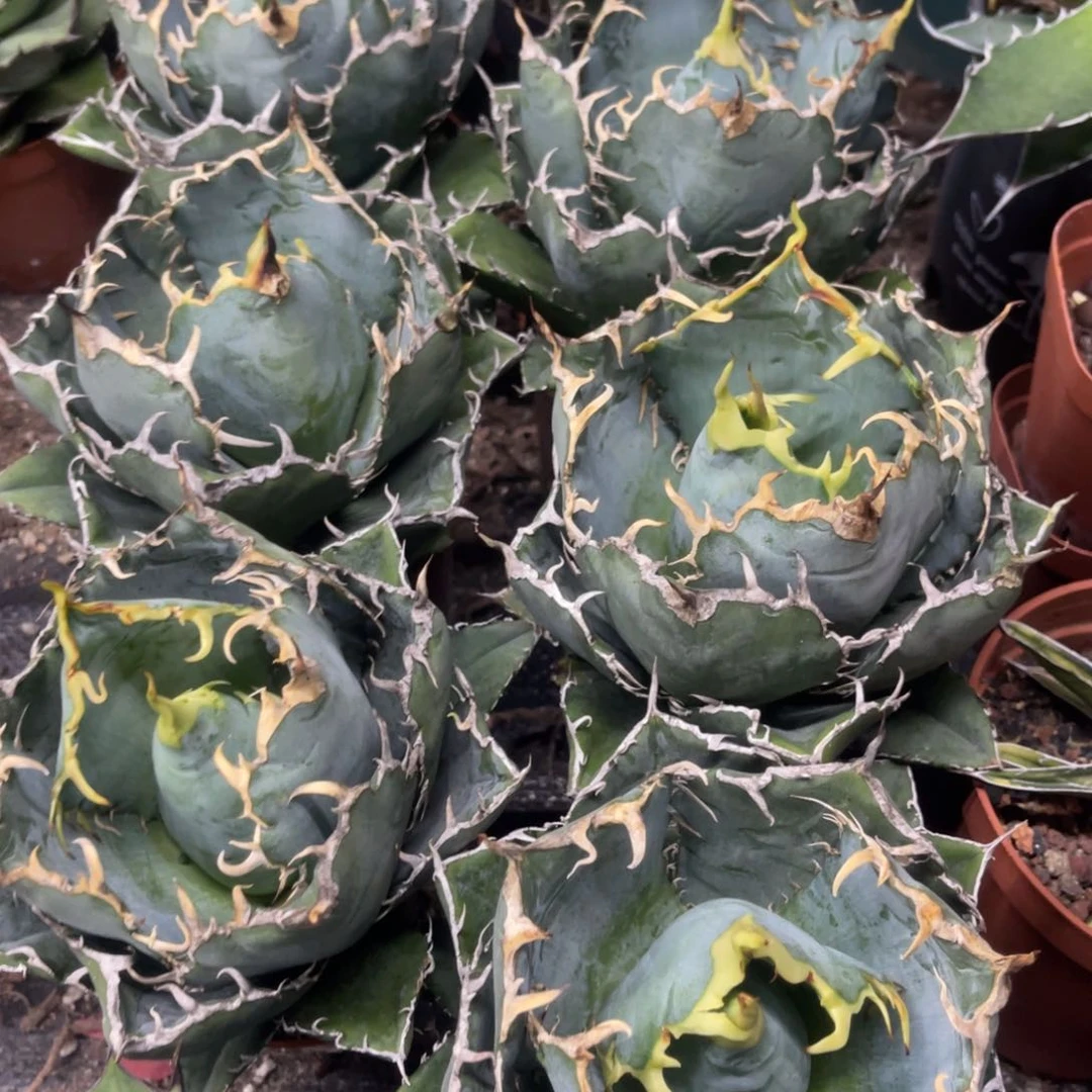 正版白鲸仁王冠系列28