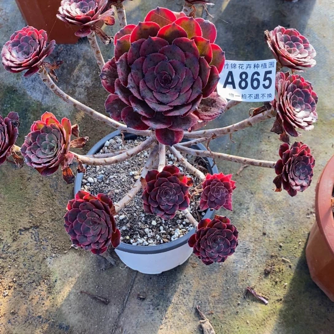 865女儿红妖桩福利