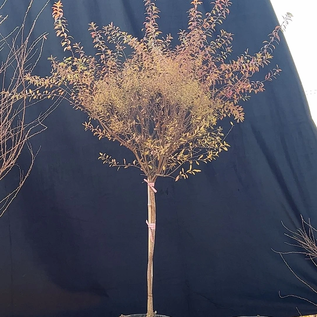 完全开放粉色喷雪花雪柳棒棒糖