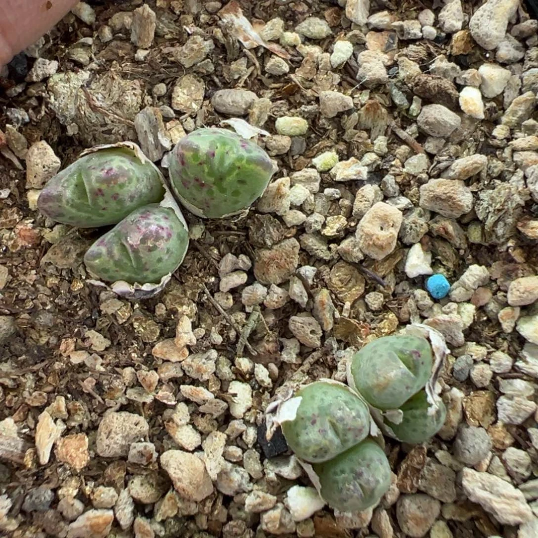 12-195肉锥多肉植物