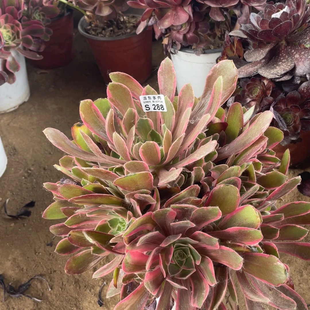 288浣纱多肉法师断枝不包