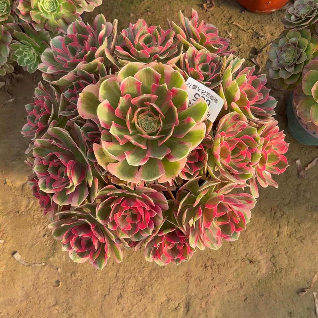 605粉女郎多肉植物法师