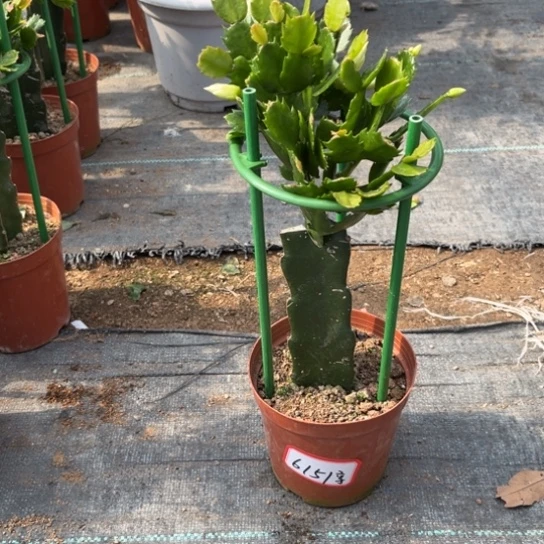 享***乐白色蟹爪兰尾号6151