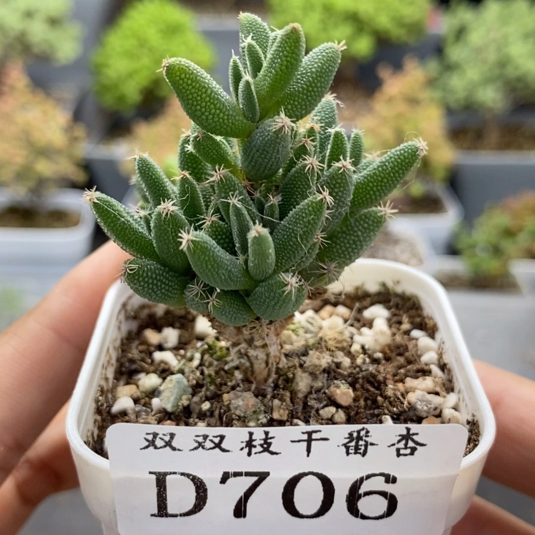 706玉米。