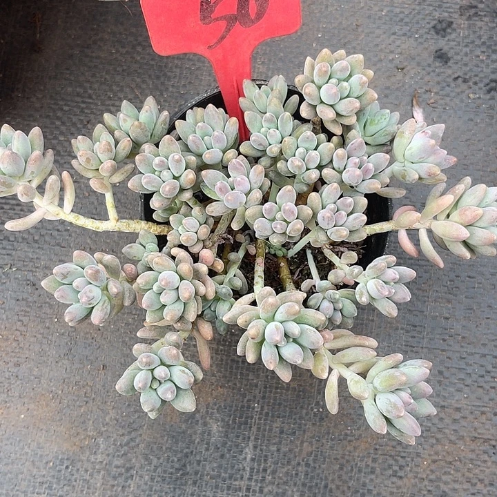 晨语多肉，一物一拍星黛露50
