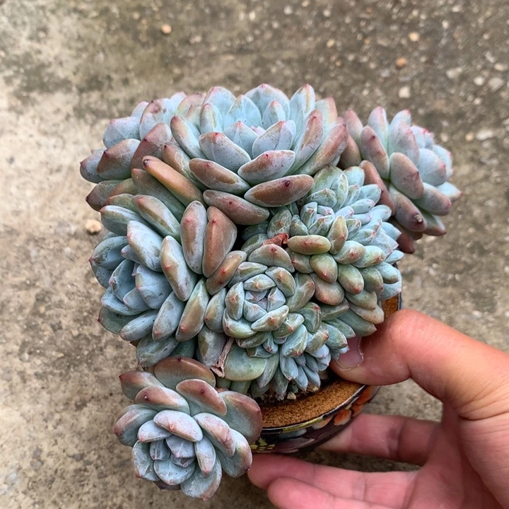 石榴籽星影15头朵朵