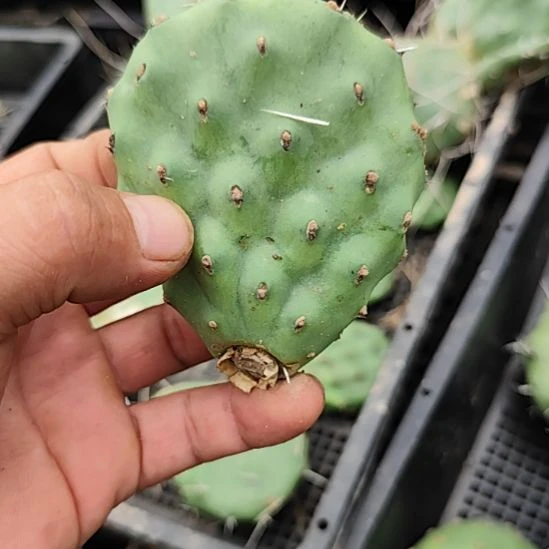 胖子硫磺仙人掌无根叶片