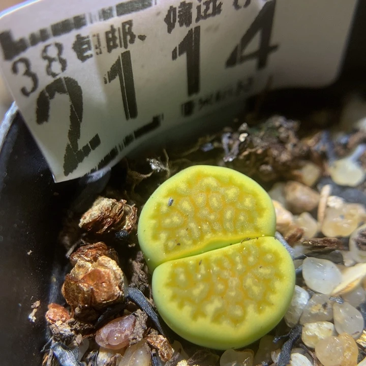 Sss精品生石花2114