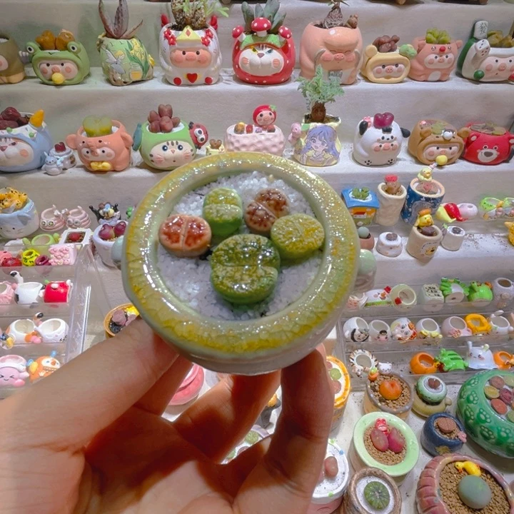 001高端多肉带盆土一套9.9