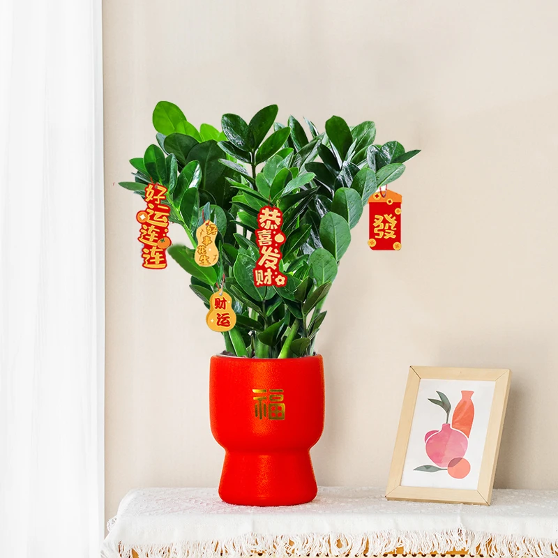 金钱树盆栽植物大摇钱串子小发财树室内客厅阳台摆放四季常青美观