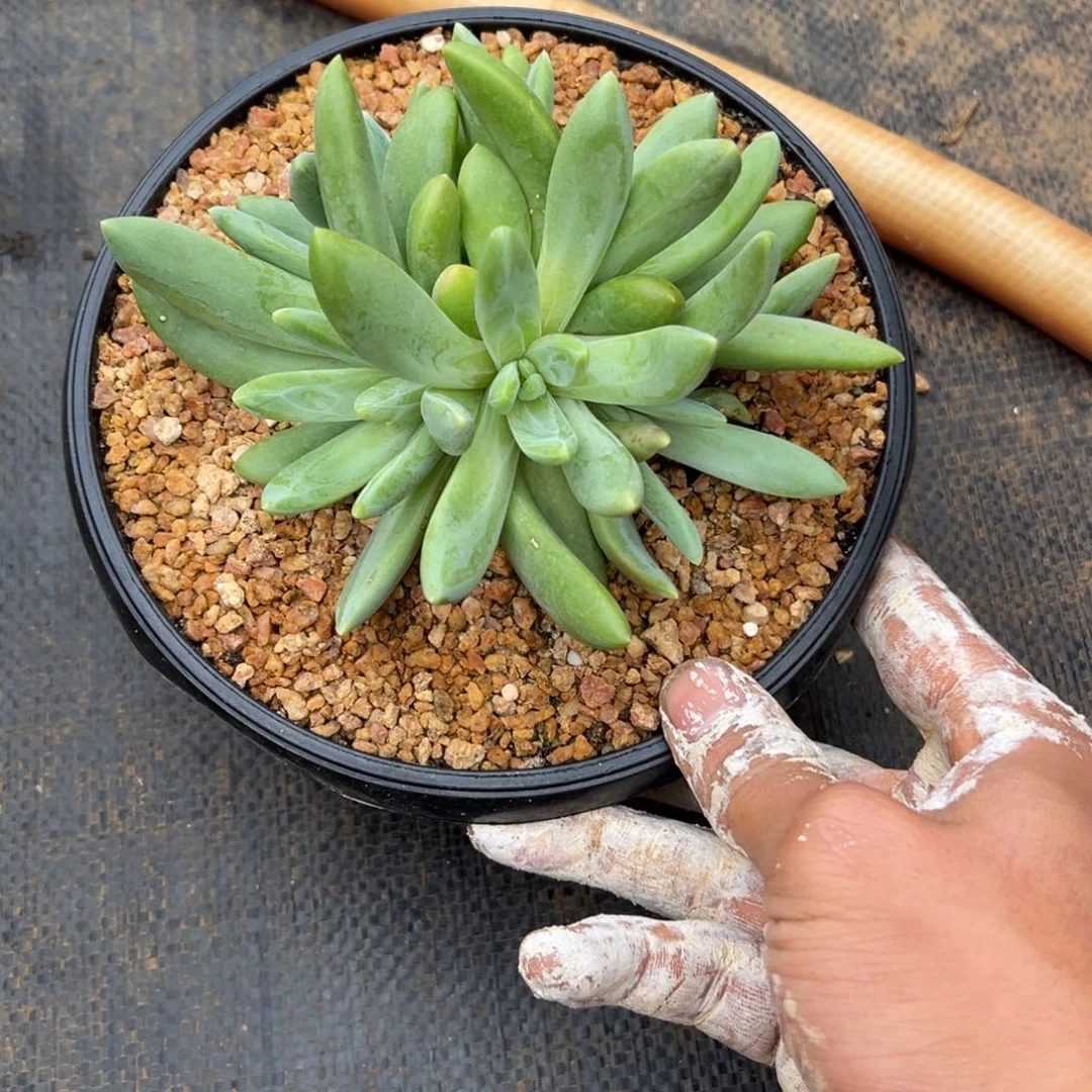 多肉植物多肉植物