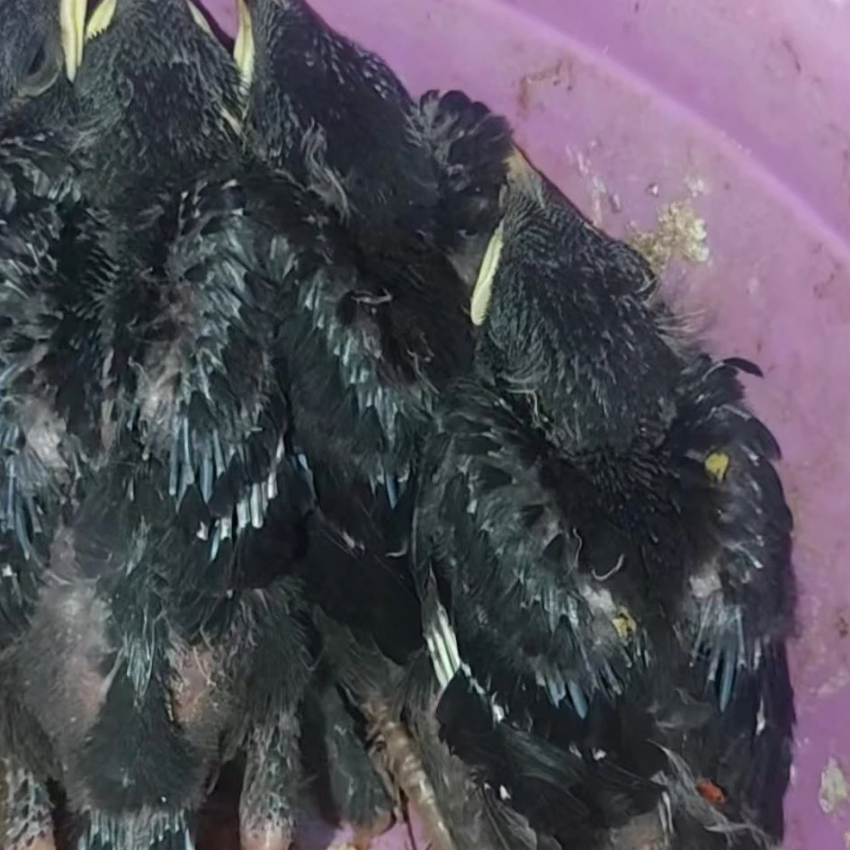 活体黑八运输笼(两广专发)