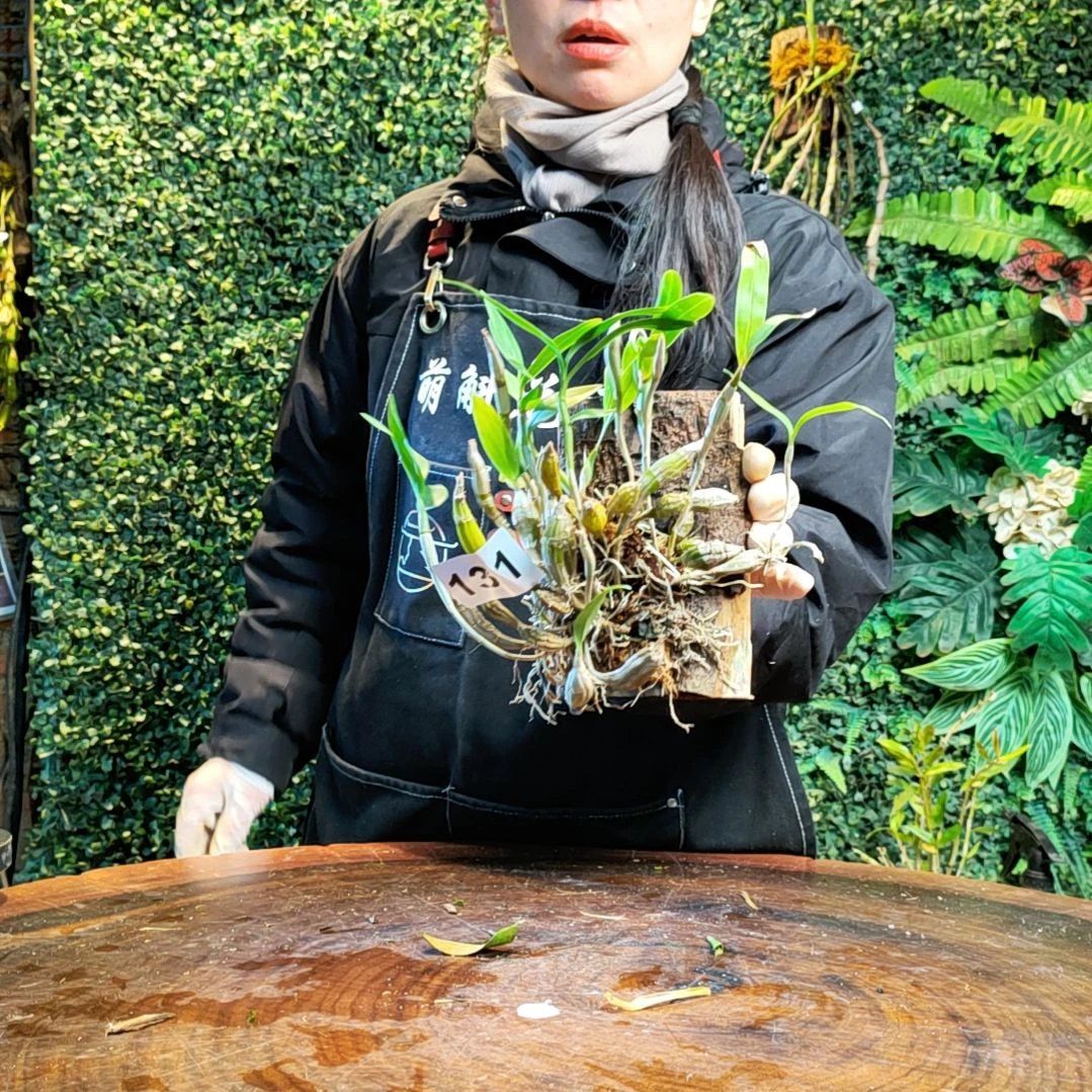 【闪购商品】131对花