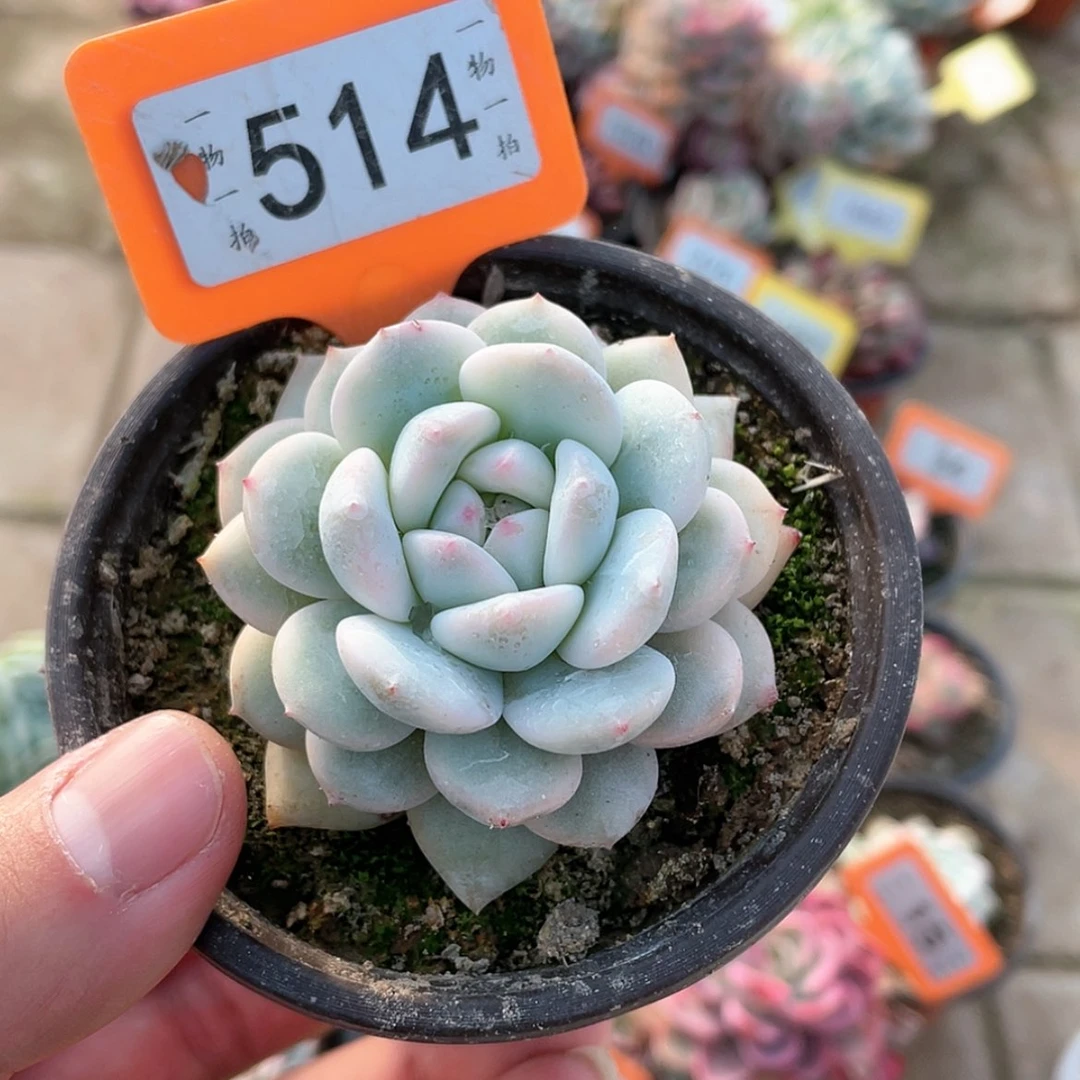 【闪购商品】514号