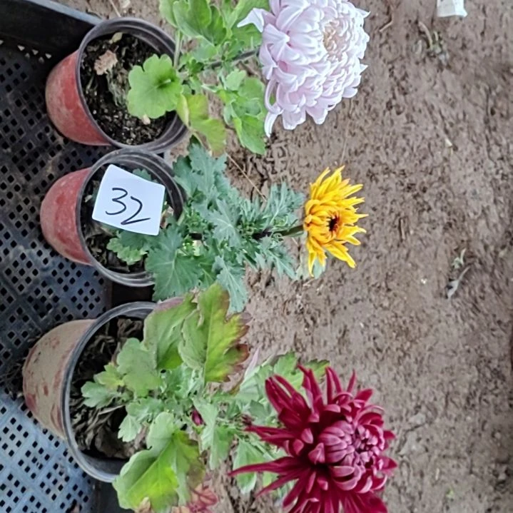 完全开放土球发货老根苗无售后一物一拍32