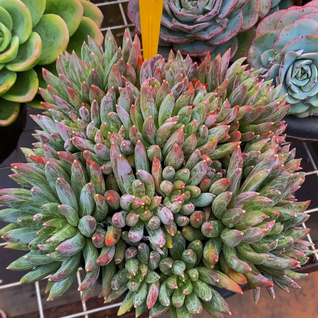 炫彩星613。
