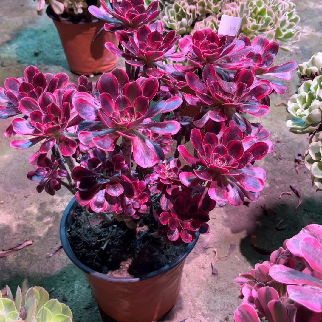 多肉植物丽娜00278