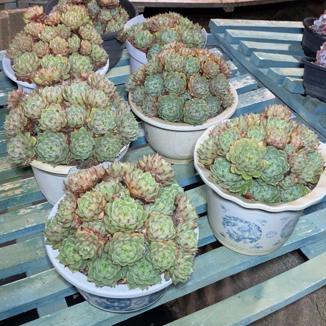 啊军喵多肉笨吧群