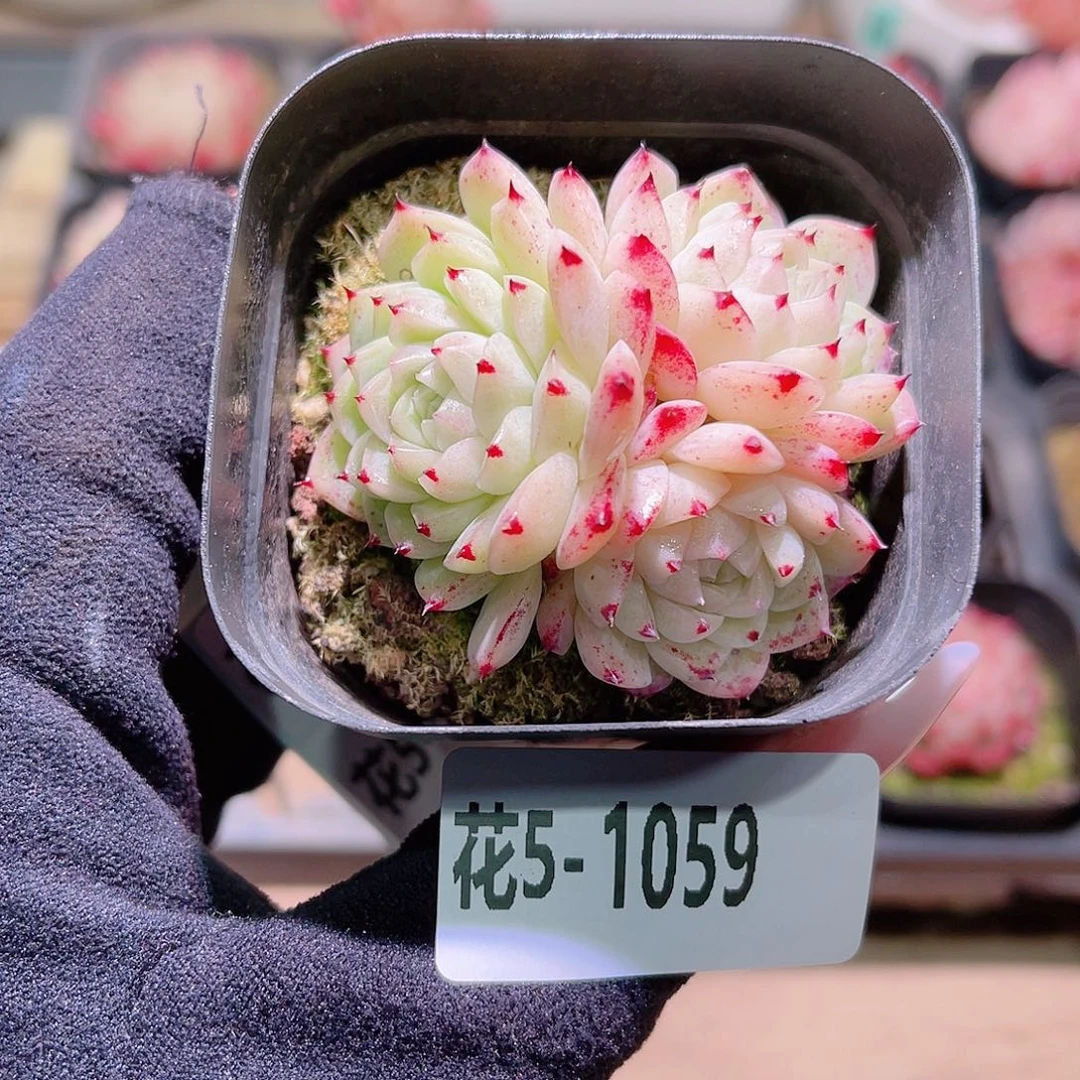 花利美5-1059麦秆
