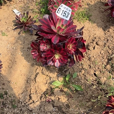 153老桩美杜莎不包断枝