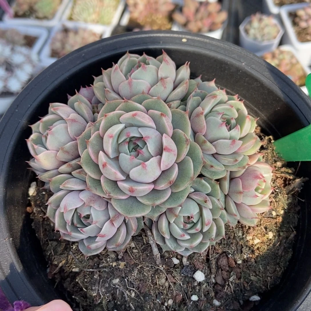 822笨吧多肉植物保护