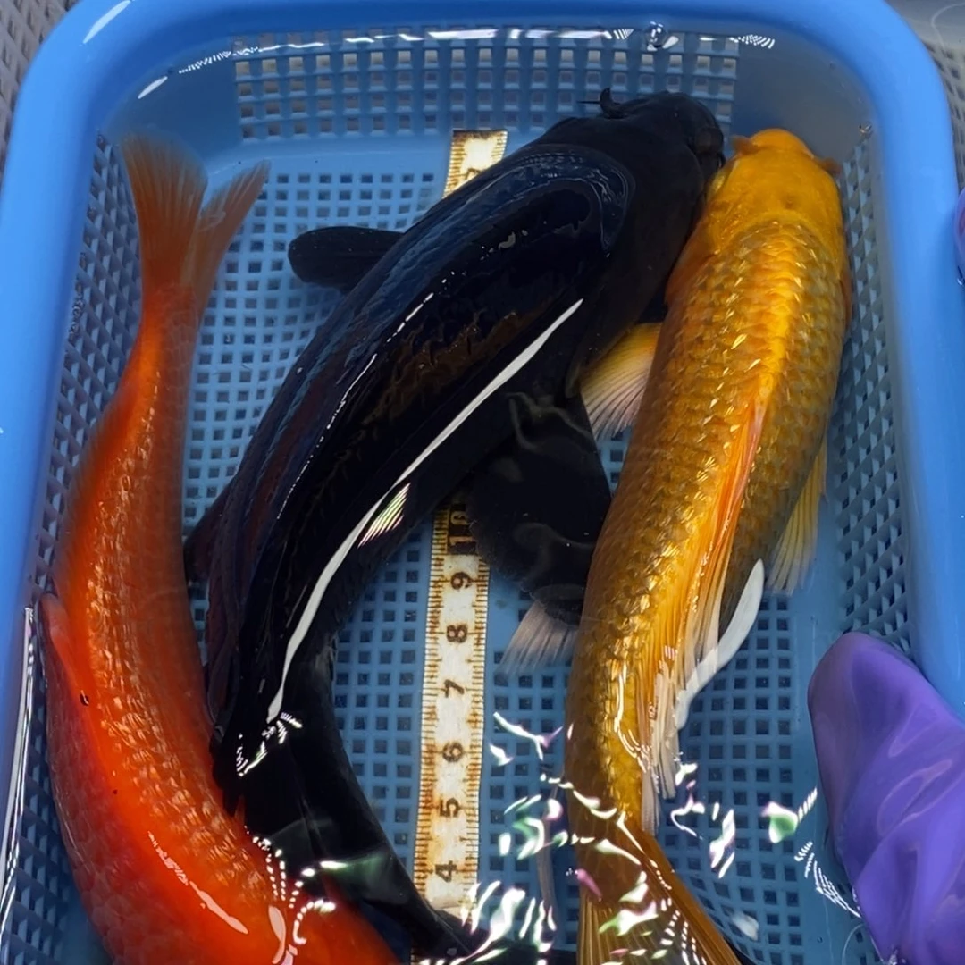 锦鲤冷水锦鲤包邮转