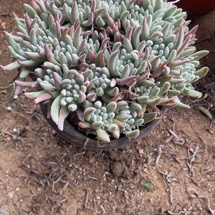 淡*340号雪花多肉植物