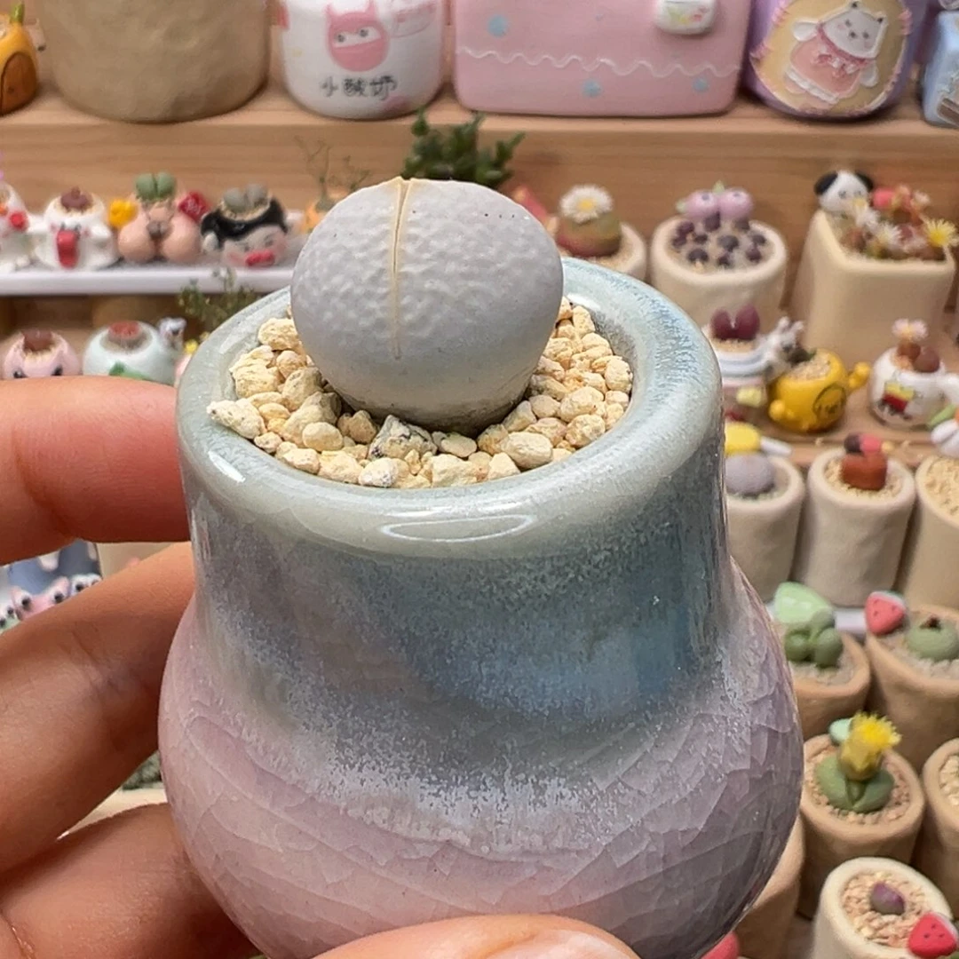 多肉植物59号高尔夫