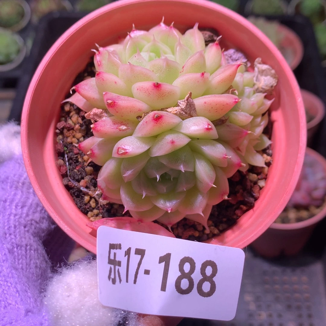 乐然17-188 麦秆群