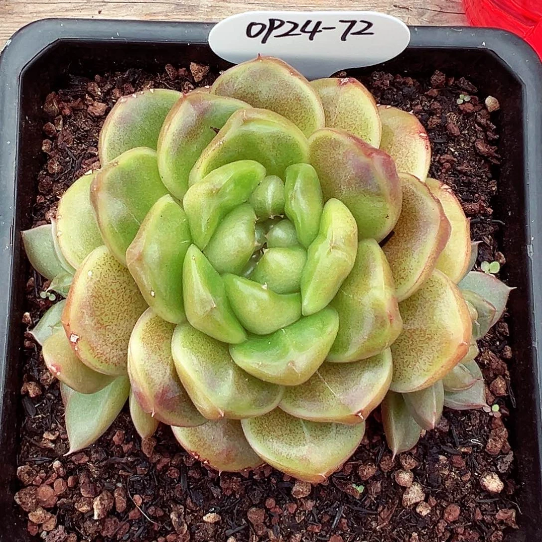 0924-72蓝水鬼特殊