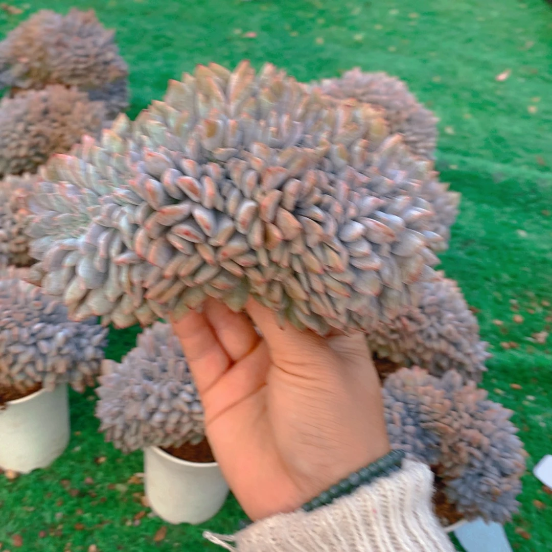 1橙子111111111111111