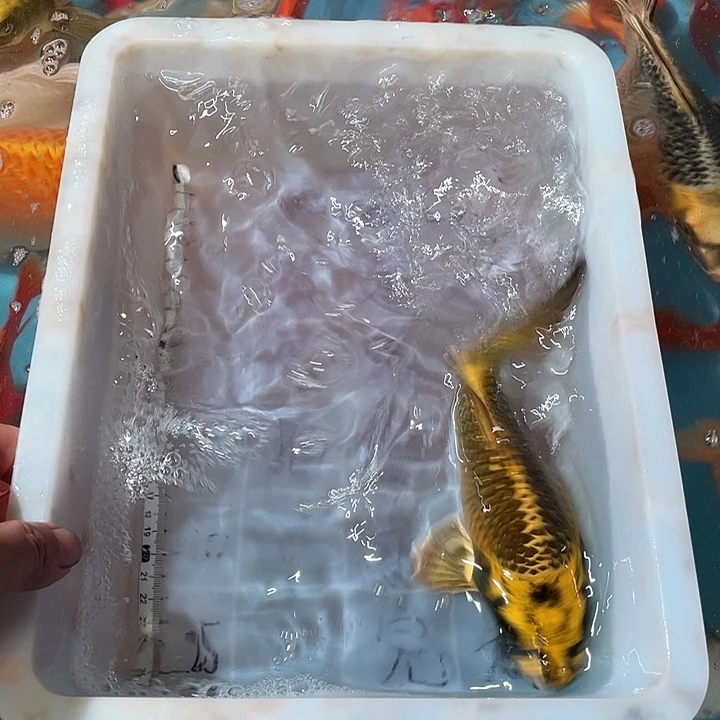 蝴蝶鲤渔场直发09