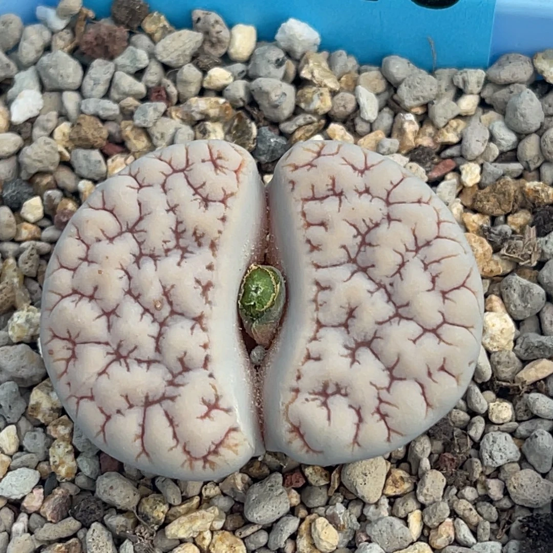 3948睫毛脑纹189一颗