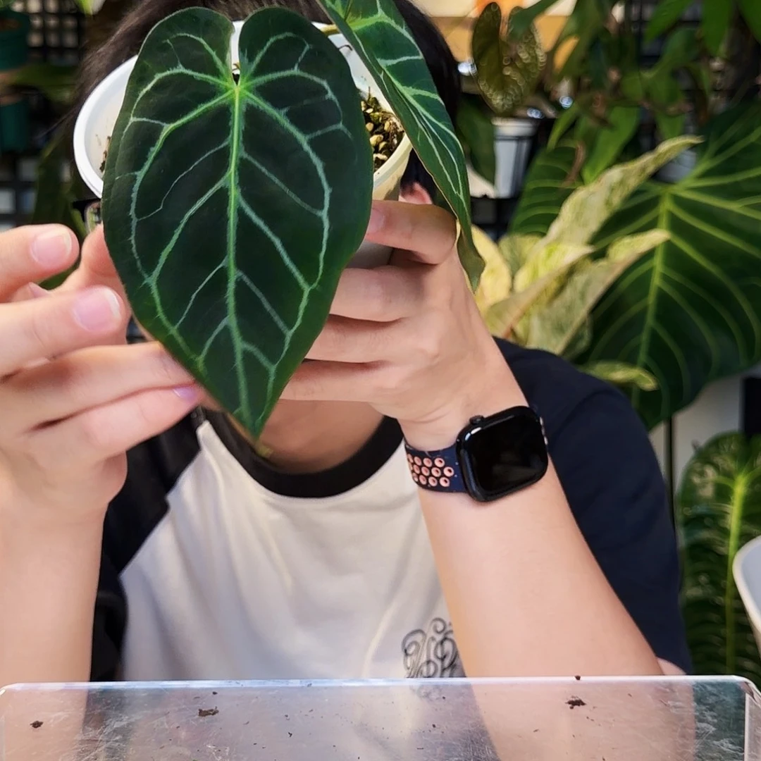 不开花植物E129 巧克力