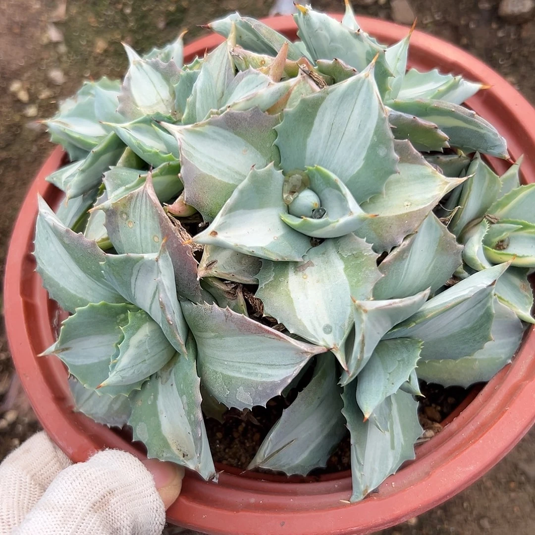 杜呃呃呃呃呃呃呃呃