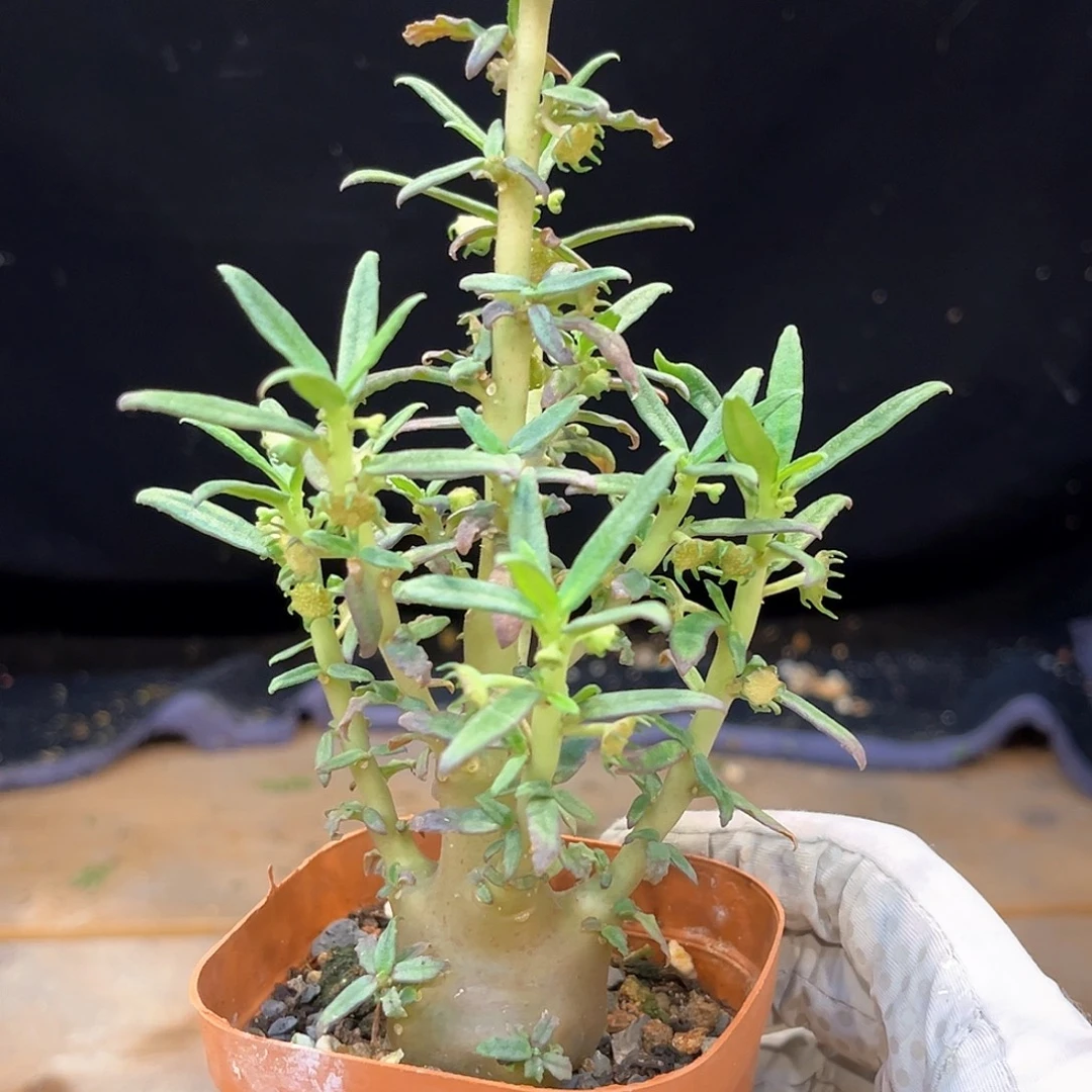 潮流植物 玉琉桑