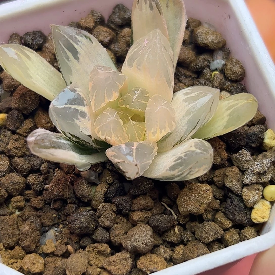 糊斑水晶锦十二卷多肉