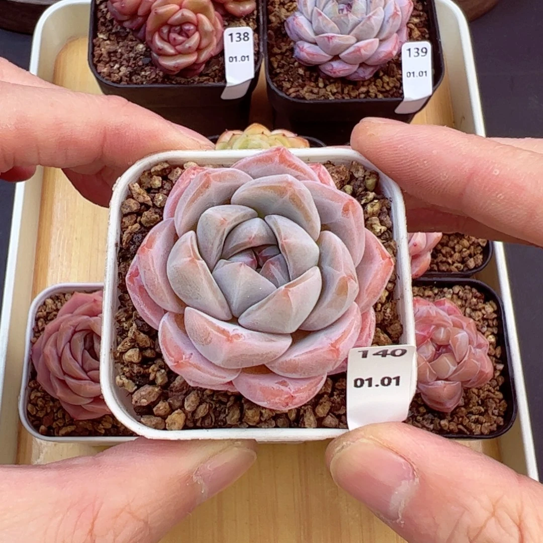 好好看140、哈哈哈哈