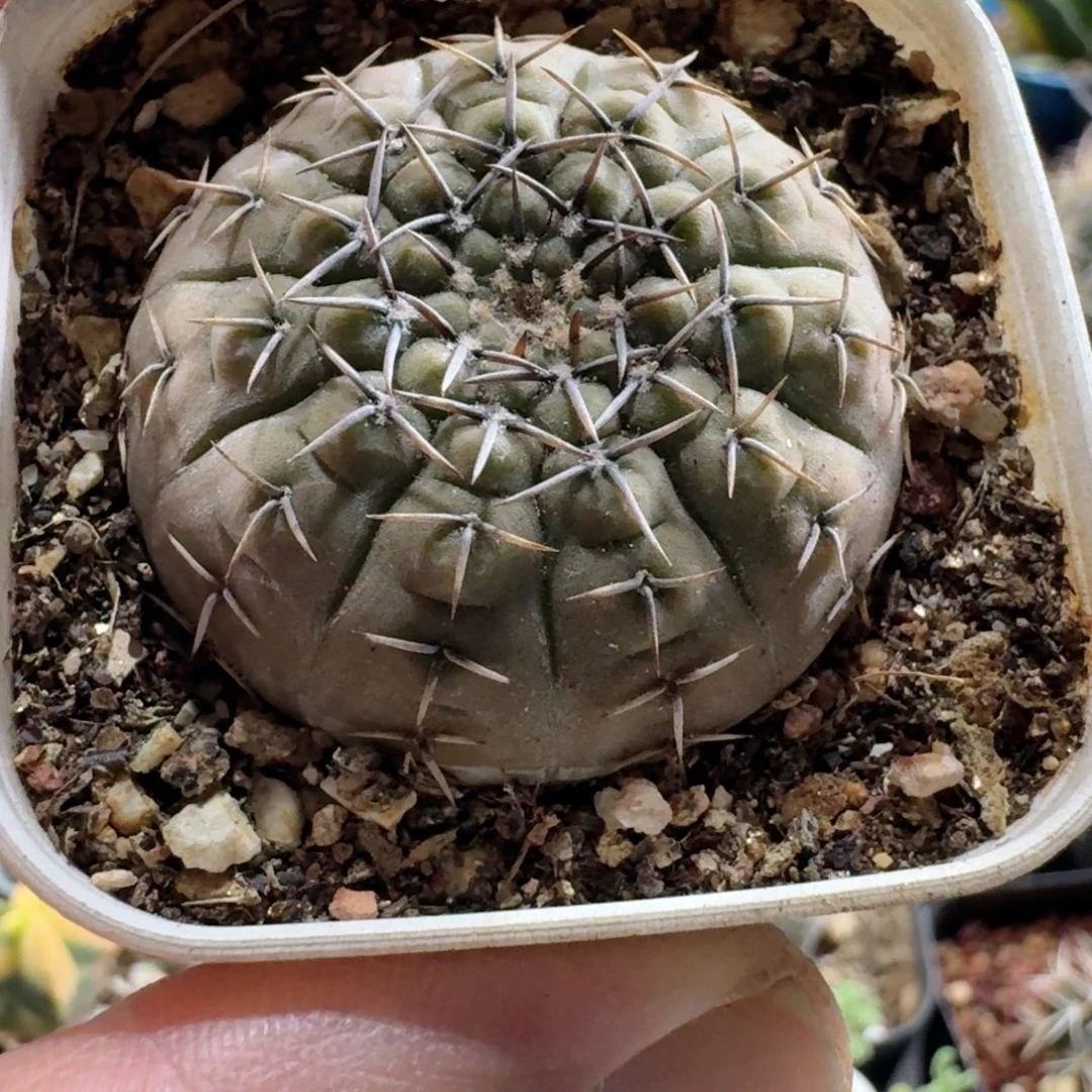 566黑刺怪龙丸带盆发货