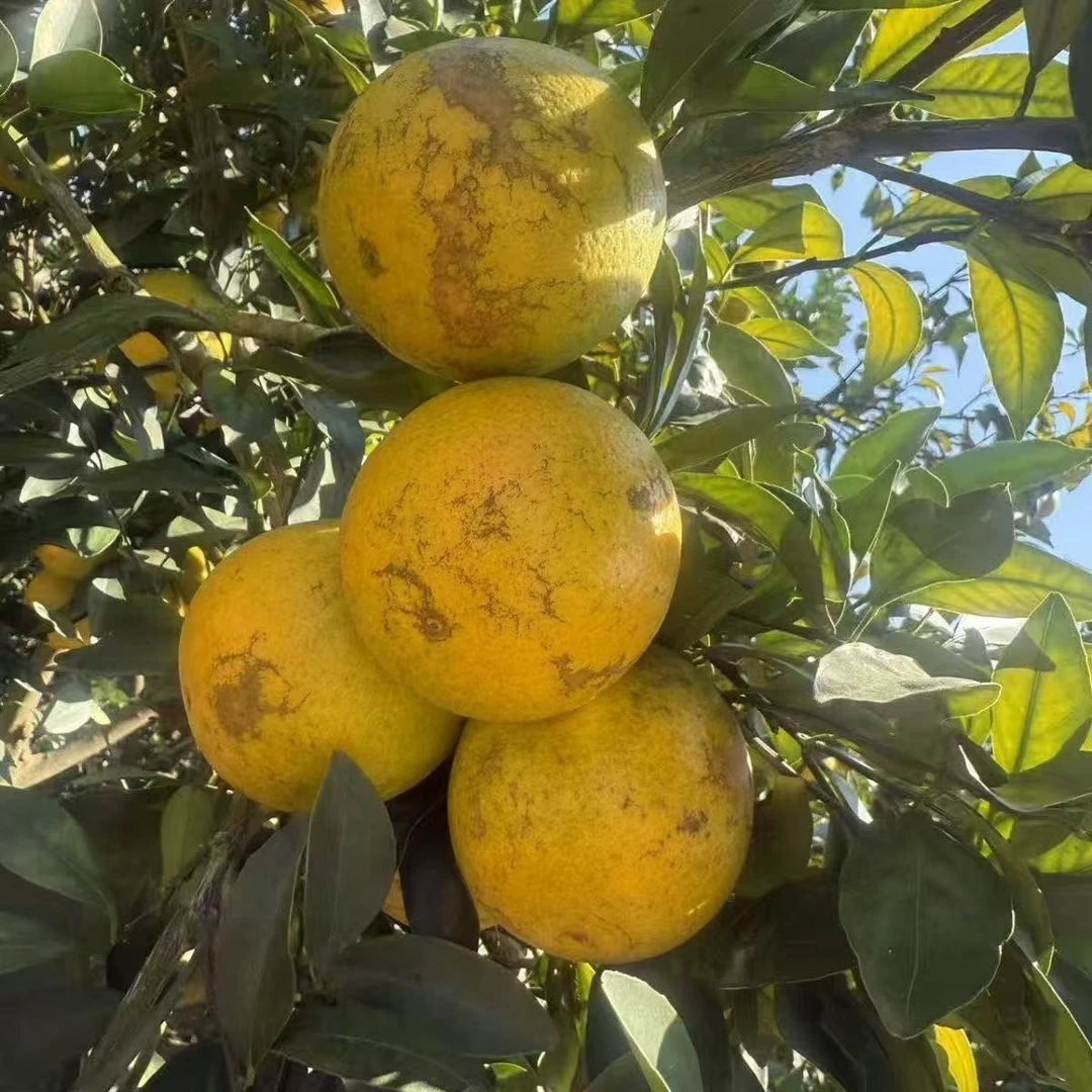 【红江农场】正宗广东廉江红橙新鲜水果清甜多汁皮薄肉厚（花皮果）