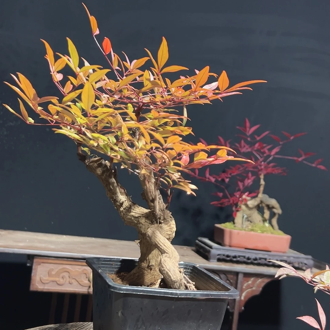 无花朵0000000000013