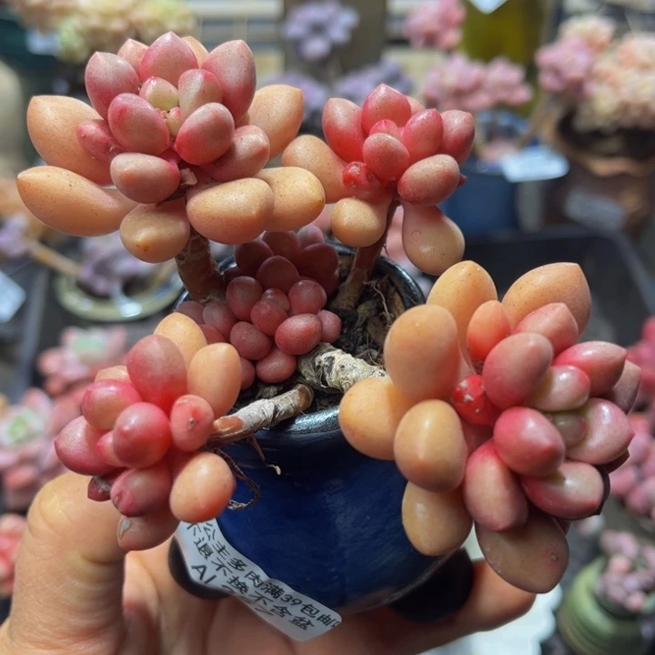 357 先锋派10 厘米