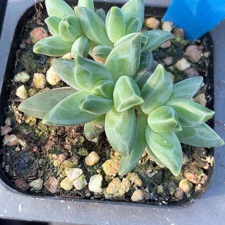 多肉植物梵高群803