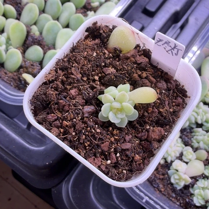 顾***呀无尽灯双头专拍哈哈