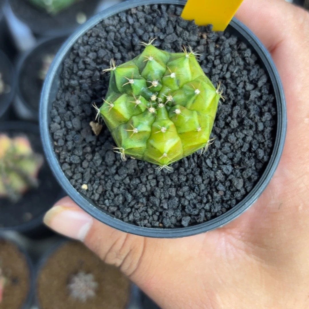 260-1225泰国发货dr