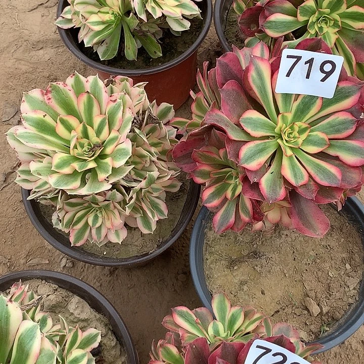 无花朵719女巫➕美杜莎中