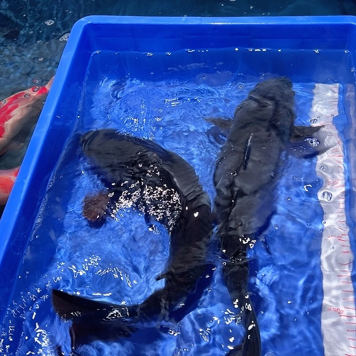 山***，海水鱼漂亮的锦鲤精品2尾